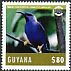 Purple Honeycreeper Cyanerpes caeruleus