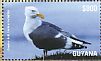 Western Gull Larus occidentalis