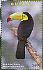 Keel-billed Toucan Ramphastos sulfuratus