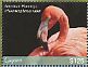 American Flamingo Phoenicopterus ruber