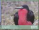 Magnificent Frigatebird Fregata magnificens  2018 Birds of Guyana Sheet