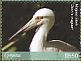 Maguari Stork Ciconia maguari  2018 Birds of Guyana Sheet