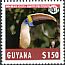 White-throated Toucan Ramphastos tucanus