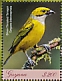 Silver-throated Tanager Tangara icterocephala  2018 Tanagers Sheet