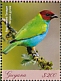 Bay-headed Tanager Tangara gyrola