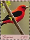 Scarlet Tanager Piranga olivacea