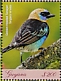 Golden-hooded Tanager Stilpnia larvata