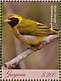 Guira Tanager Hemithraupis guira  2018 Tanagers Sheet