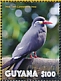 Inca Tern Larosterna inca