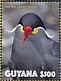 Inca Tern Larosterna inca  2019 Inca Tern Sheet