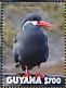 Inca Tern Larosterna inca