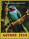 Spangled Cotinga Cotinga cayana  2019 Spangled Cotinga Sheet