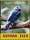 Spangled Cotinga Cotinga cayana  2019 Spangled Cotinga Sheet