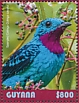 Spangled Cotinga Cotinga cayana  2019 Spangled Cotinga  MS