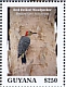 Red-bellied Woodpecker Melanerpes carolinus  2020 Woodpeckers Sheet