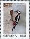 Great Spotted Woodpecker Dendrocopos major  2020 Woodpeckers Sheet