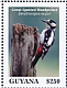 Great Spotted Woodpecker Dendrocopos major