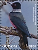 Lewis's Woodpecker Melanerpes lewis  2020 Woodpeckers  MS