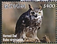 Great Horned Owl Bubo virginianus