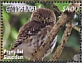 Eurasian Pygmy Owl Glaucidium passerinum