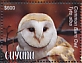 Western Barn Owl Tyto alba