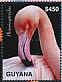 American Flamingo Phoenicopterus ruber