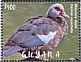 Muscovy Duck Cairina moschata  2021 Ducks Sheet