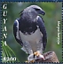 Harpy Eagle Harpia harpyja  2021 Harpy Eagle Sheet