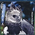 Harpy Eagle Harpia harpyja  2021 Harpy Eagle Sheet