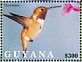 Rufous Hummingbird Selasphorus rufus  2021 Hummingbirds Sheet
