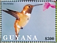 Rufous Hummingbird Selasphorus rufus