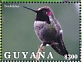 Anna's Hummingbird Calypte anna  2021 Hummingbirds Sheet