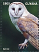 American Barn Owl Tyto furcata