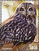 Guyana 2022 Short-eared Owl 