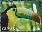 Keel-billed Toucan Ramphastos sulfuratus  2022 Keel-billed Toucan Sheet