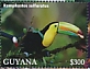 Keel-billed Toucan Ramphastos sulfuratus