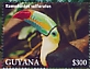 Keel-billed Toucan Ramphastos sulfuratus  2022 Keel-billed Toucan Sheet