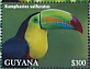 Keel-billed Toucan Ramphastos sulfuratus  2022 Keel-billed Toucan Sheet