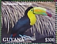 Keel-billed Toucan Ramphastos sulfuratus