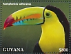 Keel-billed Toucan Ramphastos sulfuratus