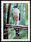 Collared Forest Falcon Micrastur semitorquatus