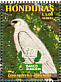 White Hawk  Pseudastur albicollis