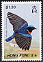 Fujian Niltava Niltava davidi  1988 Hong Kong birds 