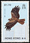 Black Kite Milvus migrans