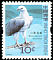 White-bellied Sea Eagle Icthyophaga leucogaster