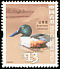 Northern Shoveler Spatula clypeata  2006 Birds definitives 