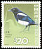 Oriental Magpie Pica serica