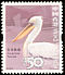 Dalmatian Pelican Pelecanus crispus  2006 Birds definitives 