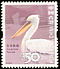 Dalmatian Pelican Pelecanus crispus