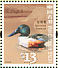 Northern Shoveler Spatula clypeata  2006 Birds definitives Sheet